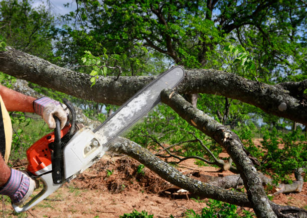 Best Tree Disease Treatment  in West Siloam Springs, OK